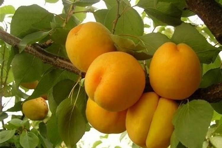 当出现“梅子杏子肥”时是哪个季节呢