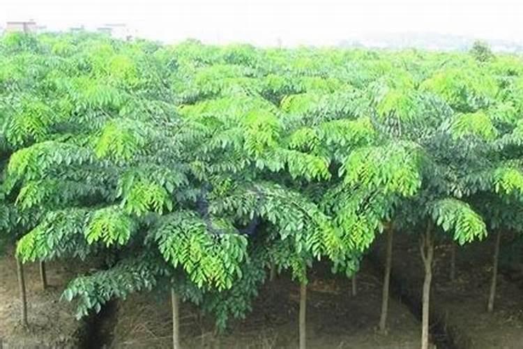 小叶紫檀盆景施什么肥