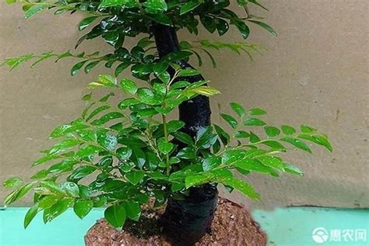 小紫檀树用什么肥料