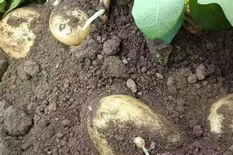 土豆可喷施硼肥吗？什么时候用？