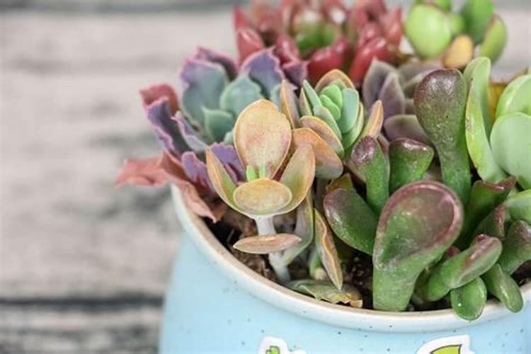 多肉植物多久施一次肥 什么时候施肥最好