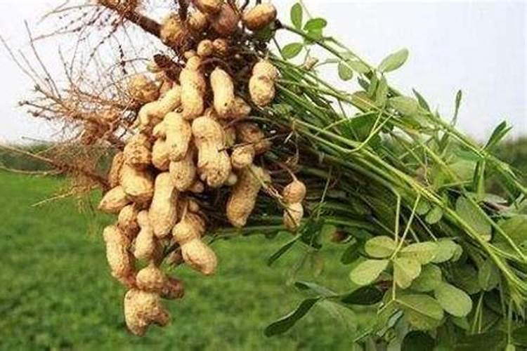 花生笫120天喷施什么肥好？