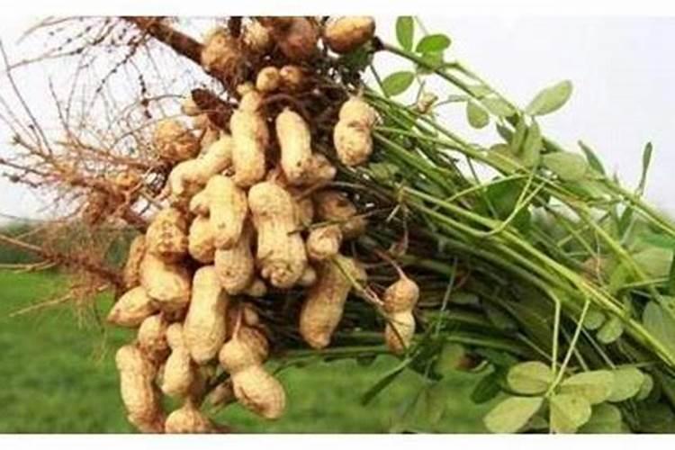 花生空壳用什么肥料好？