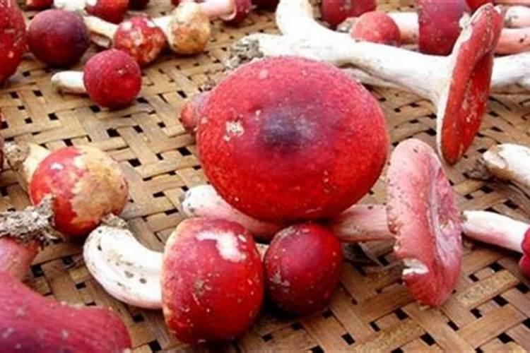 玉米一生需要多少氮磷钾