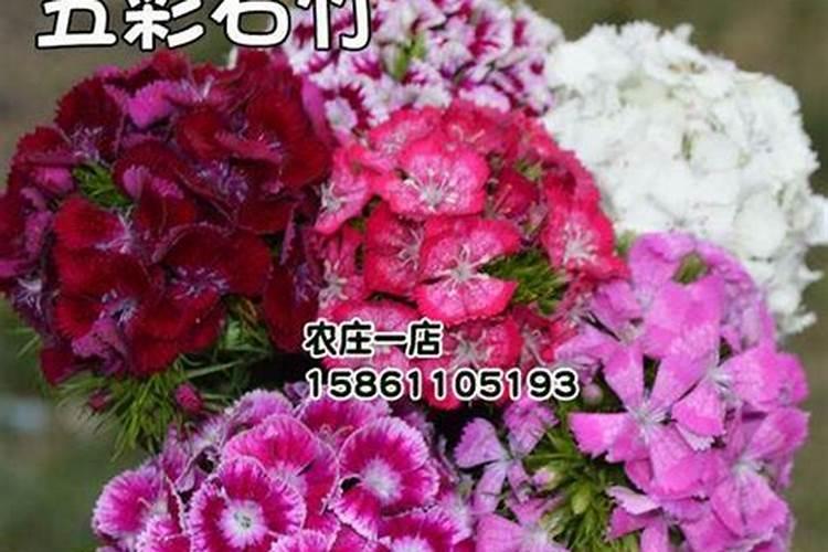 五彩石竹开花时如何养护