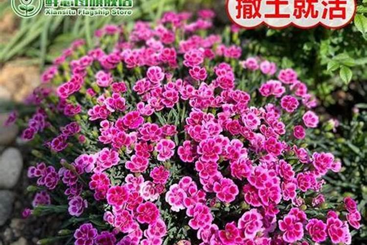 五彩石竹怎样管理