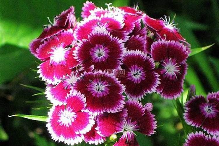 五彩石竹可以盆栽吗 五彩石竹能用盆栽吗