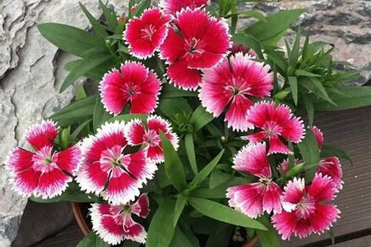 五彩石竹冬天养殖方法