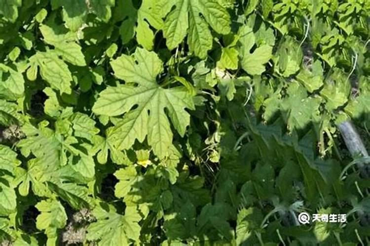 苦瓜盛果期如何管理