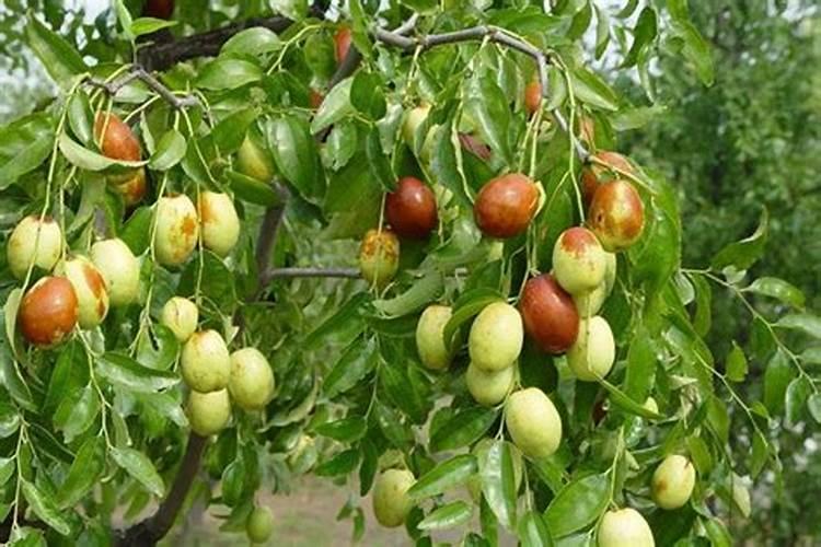 枣树什么肥料最旺树枝