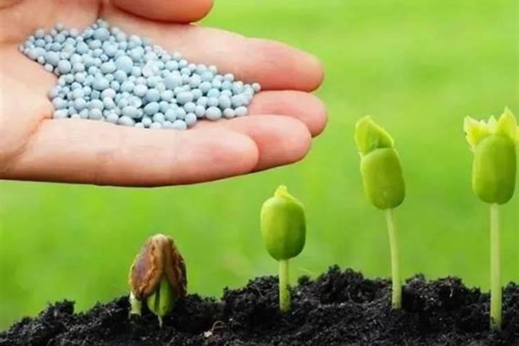 茶园如何使用磷肥？