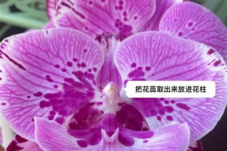 花多多2号给蝴.蝶兰怎么施肥？