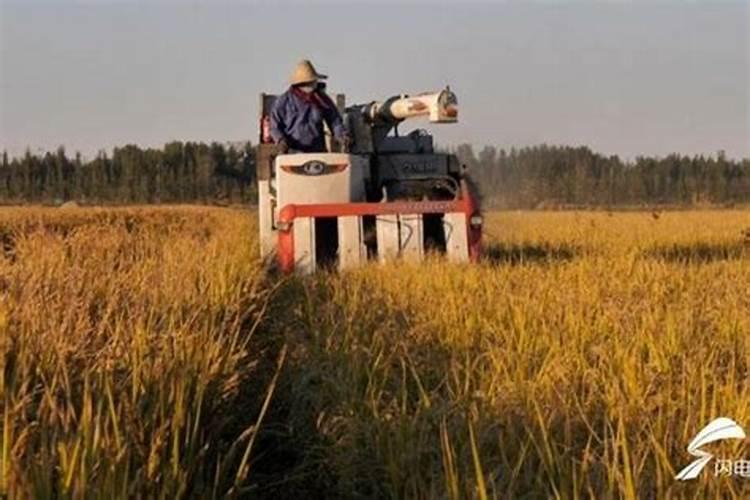 紫花苜蓿草一亩地能产多少斤花卉百科