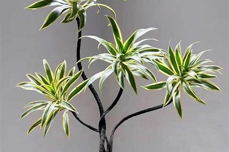 百合竹的家庭养护方法