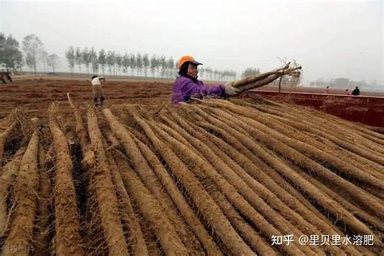 麻山药什么时候施肥最好