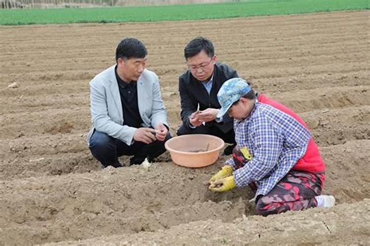 种植麻山药,出苗以后如何进行田间管理,可以促进丰产丰收？