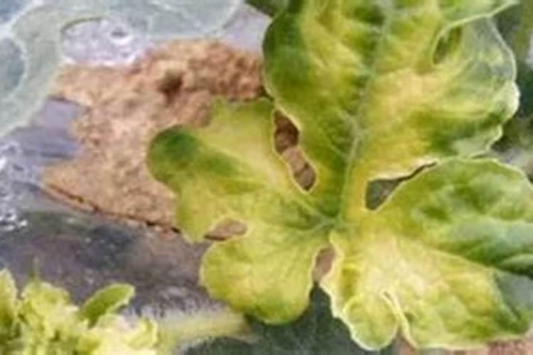 玉米被水淹黄怎么办玉米叶面肥有哪些好