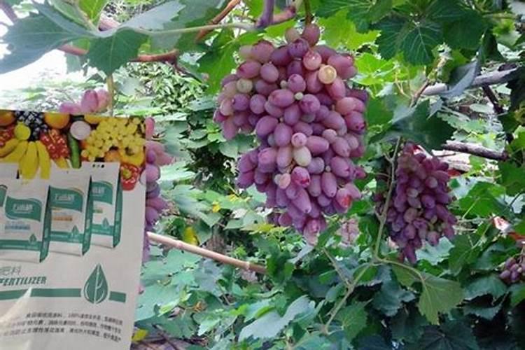 硫酸钾如何追肥