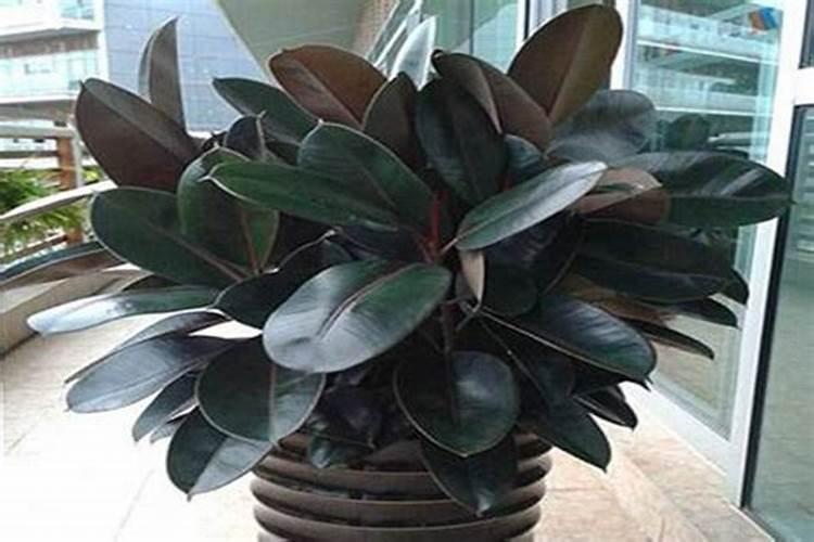 橡皮树施什么肥料最好