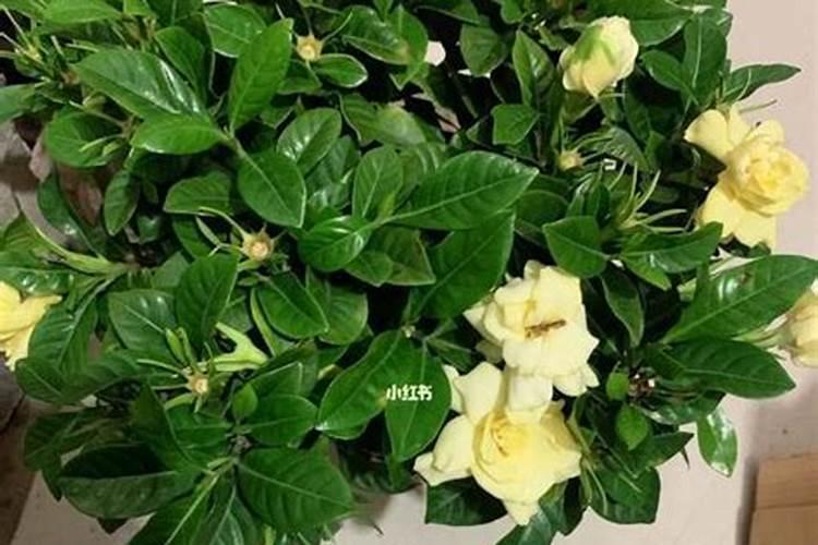 杨树化肥上多了烧树了怎么办？