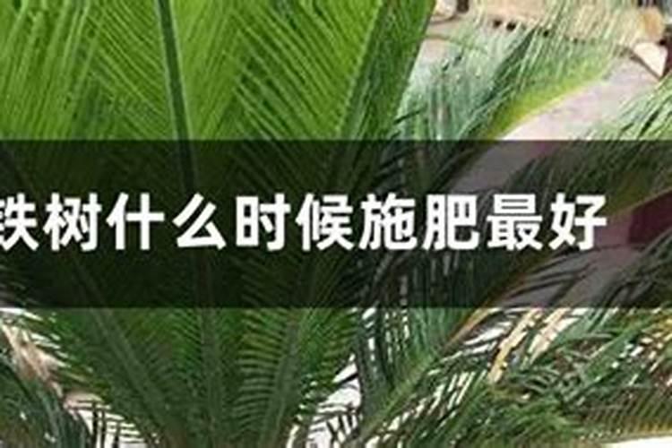 铁树施什么肥最好