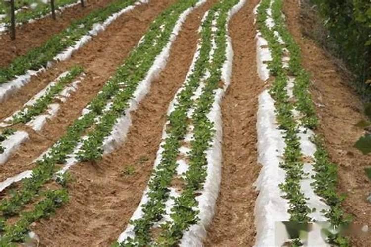 草莓种植过程中该施什么肥料