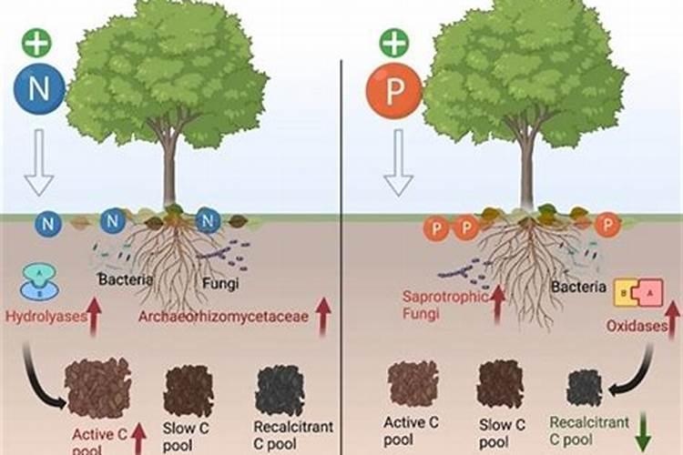 氮肥磷肥钾肥区别和作用