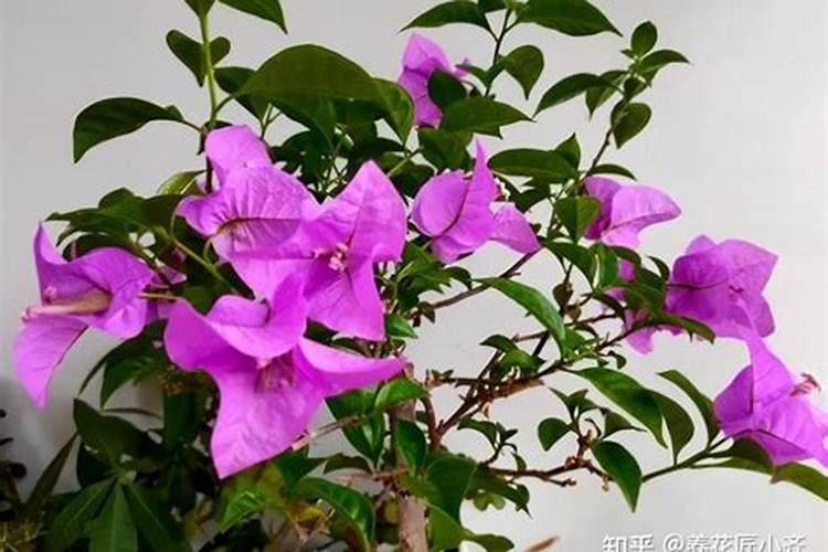 三角梅落叶怎么处理？