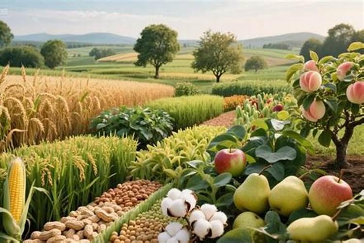 菜心的口感有哪些特点？