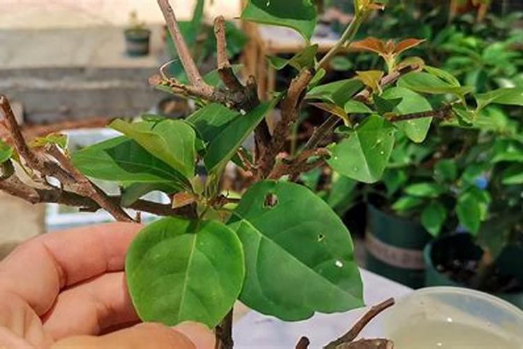 三角梅叶子掉光了怎么处理