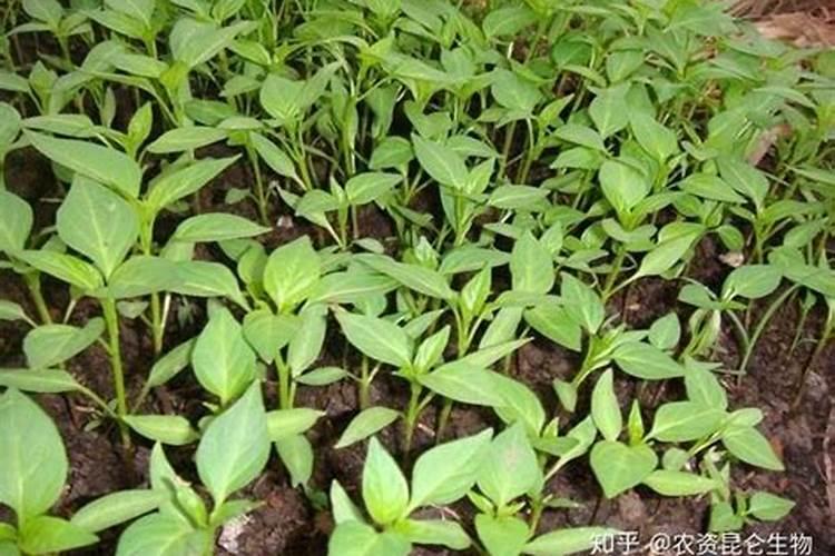 瑞士文化象征有哪些 瑞士十大国家象征 瑞士国家文化特色盘点