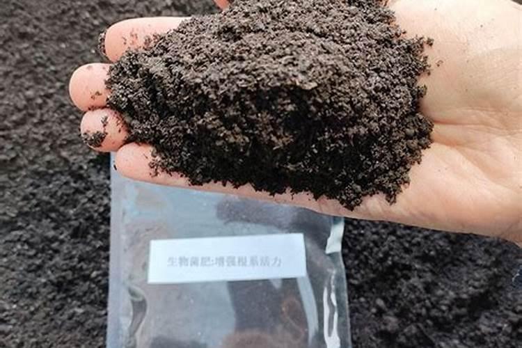种草莓用什么肥料好