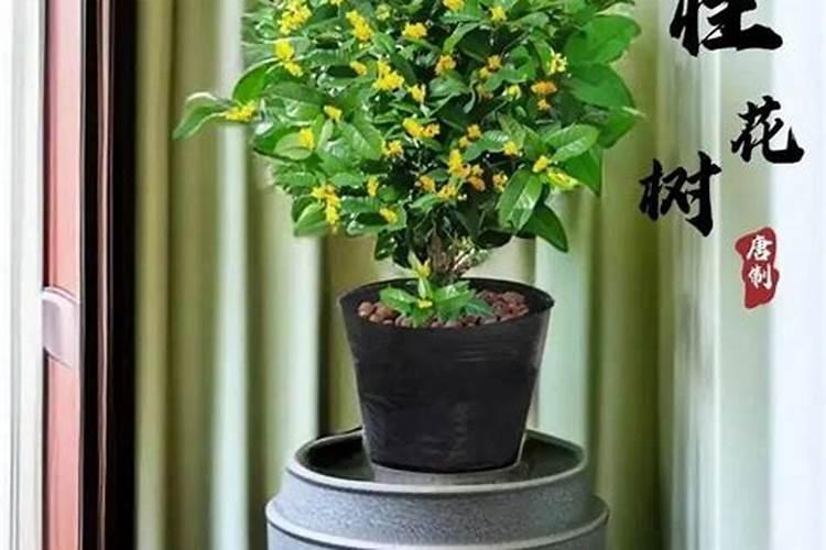 春季桂花如何用肥才能更快生长？