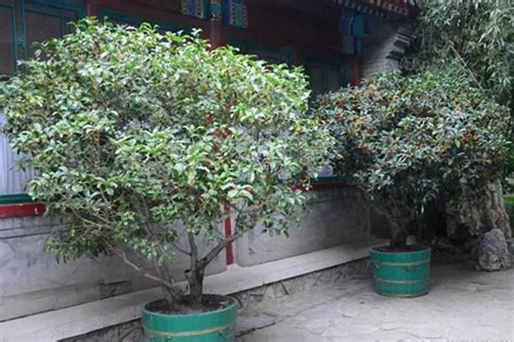 桂花底肥放什么肥好