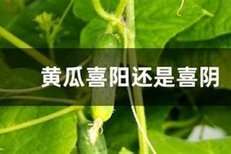 黄瓜喜欢酸性土壤还是碱性土壤