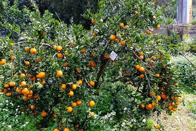 柑的栽培技术