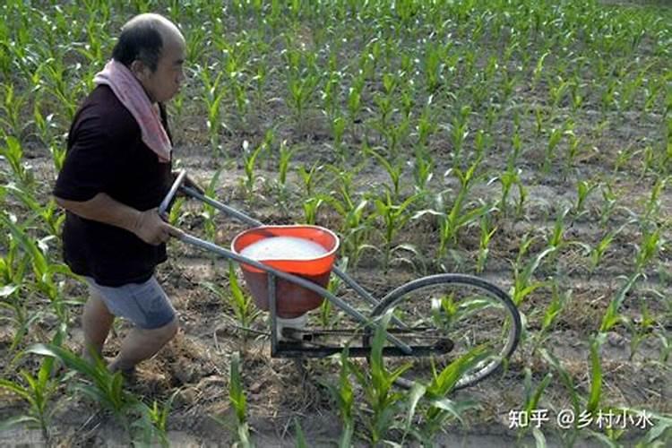 玉米用什么肥料好