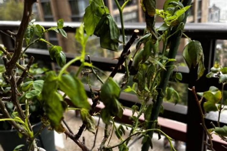 月季能浇硫酸亚铁吗