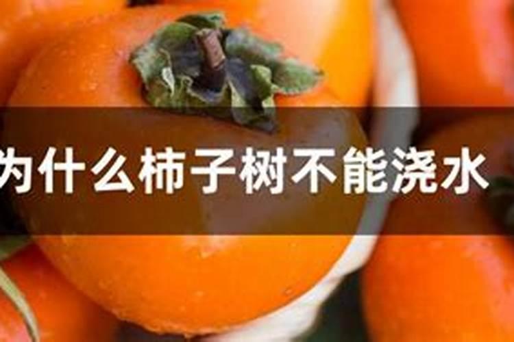 糖醇硼能打柿子树吗？