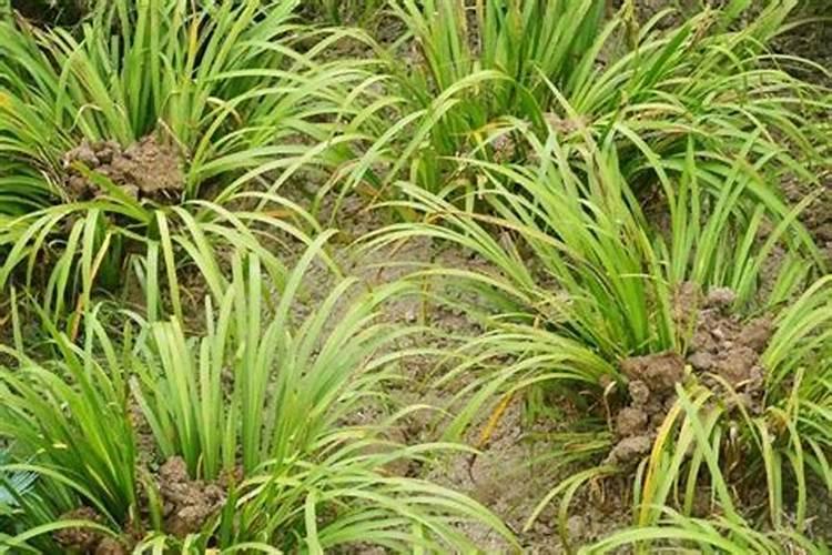 石菖蒲需要用什么肥料？