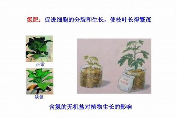 氮肥的作用及使用方法