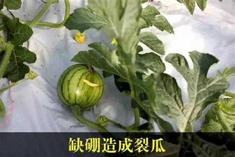 西瓜裂瓜用啥农药
