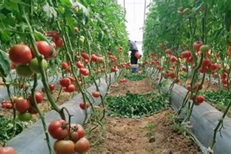 温室大棚出现肥害怎么办