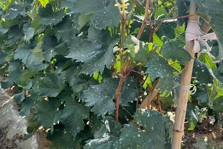 附近有机肥生产厂家(河北有机肥生产厂家)