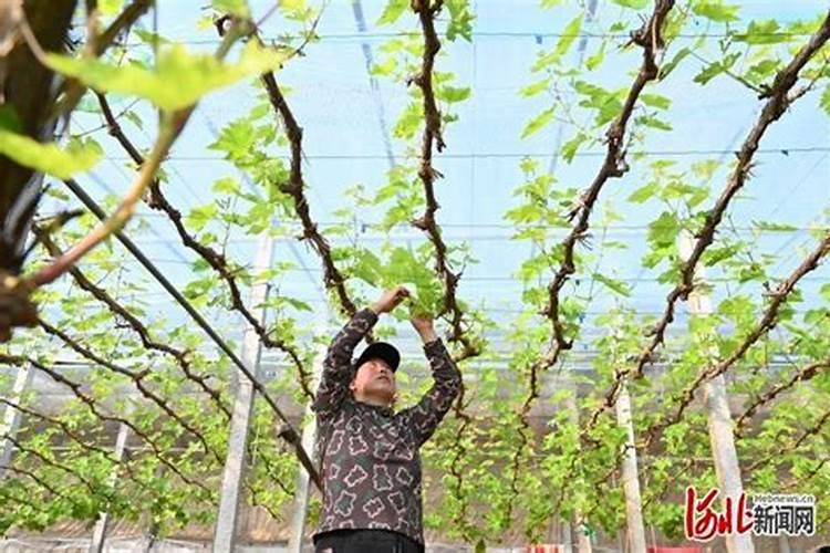 河北省有哪些复合肥厂？