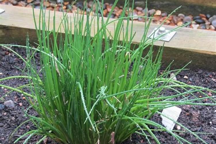 阳台种葱施什么肥料