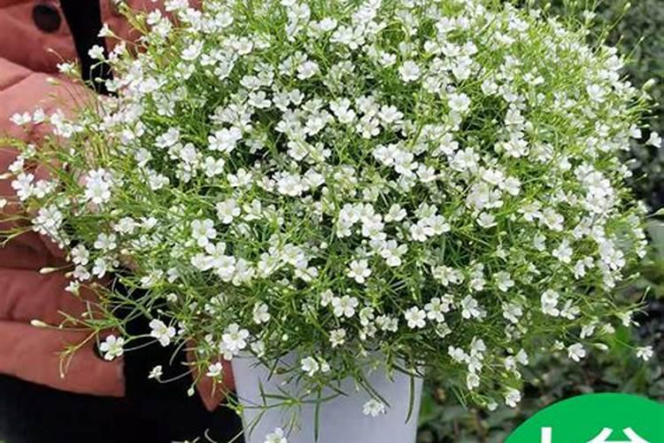 满天星浇什么肥料合适