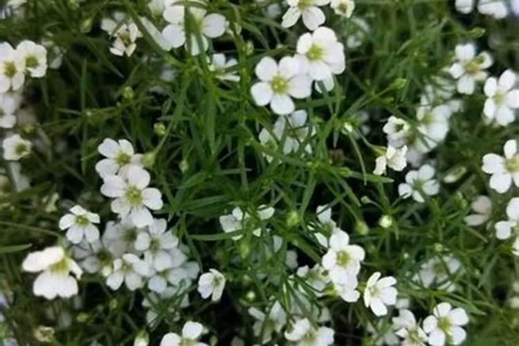 满天星施肥用什么肥料最好