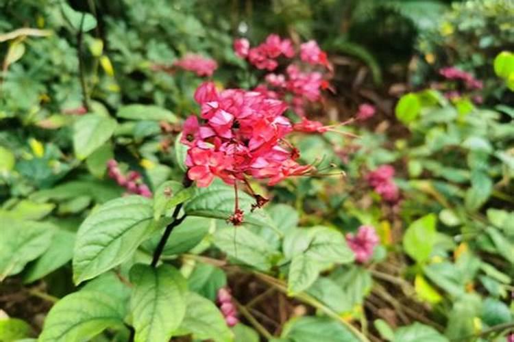 哪个可以指点一下龙吐珠不开花上什么肥？应该注意什么