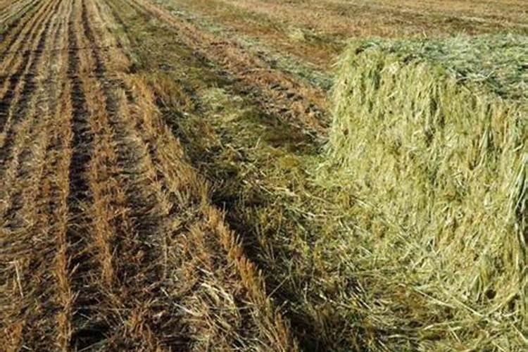 如何进行科学的划区轮牧？